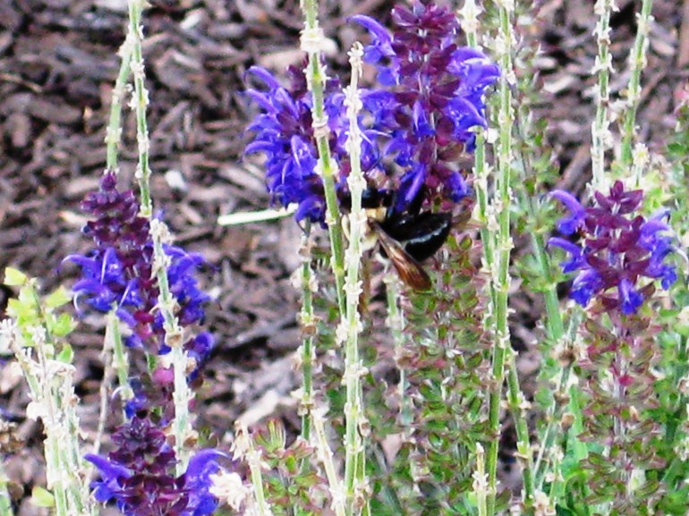 Lavender Bees