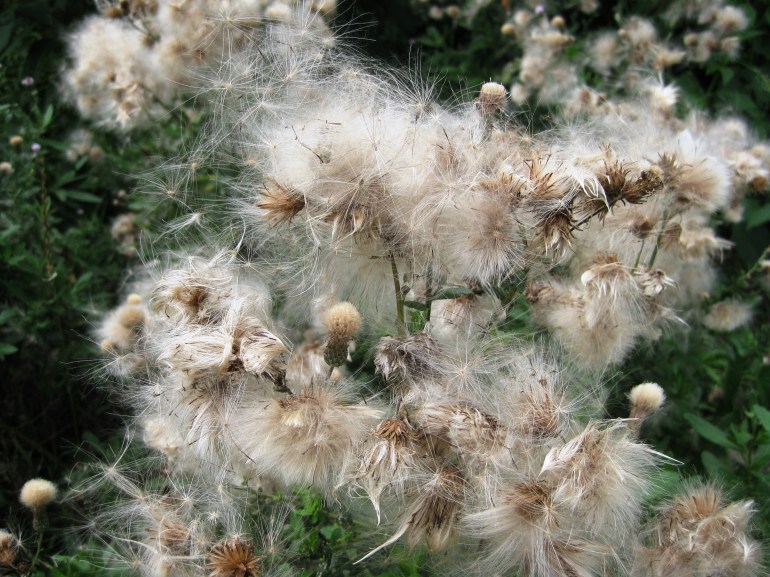 Thistle Down Closeup