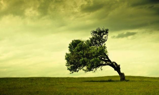 [pictures_4ever_eu]%20lonely%20tree%20155472