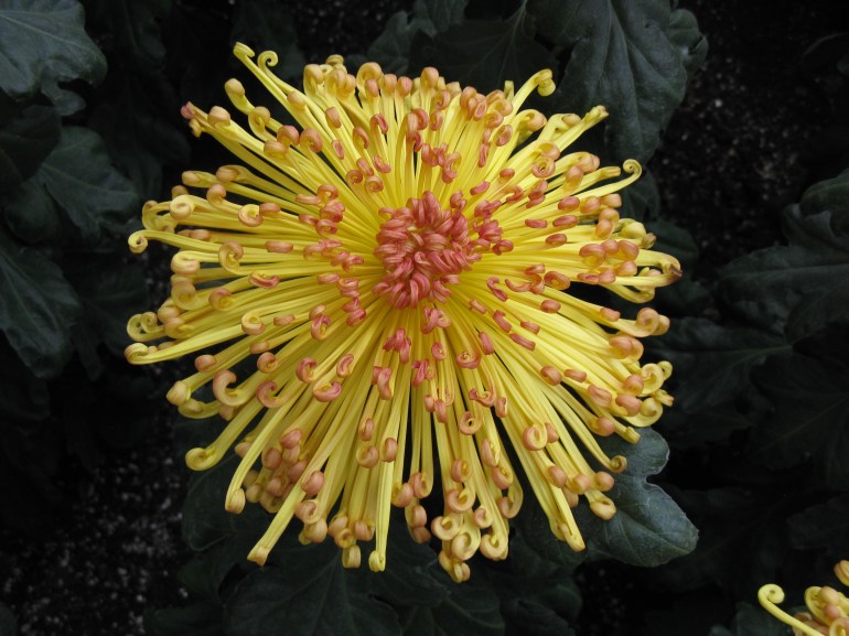 Longwood Gardens 056