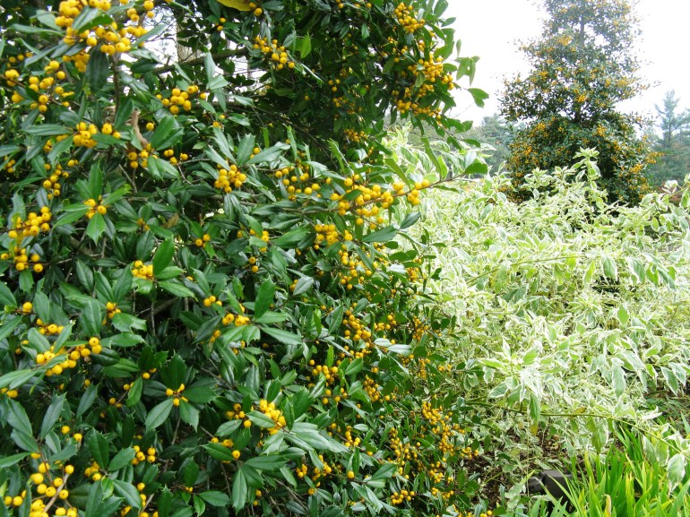 Longwood Gardens 070