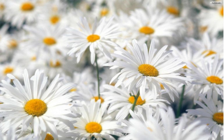 Daisies