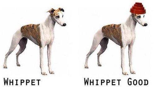 wHIPPET