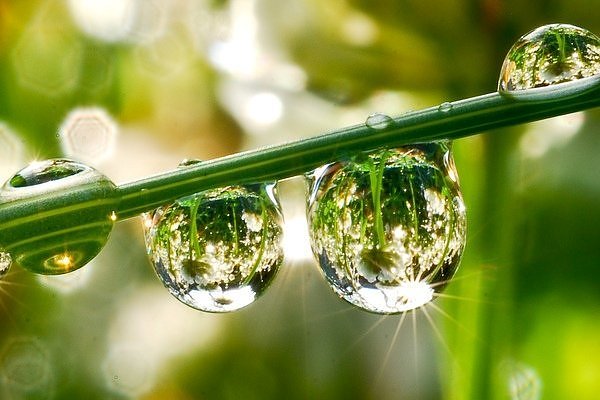 Miracle of Delicacy1