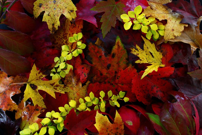 fall-foliage-leaves