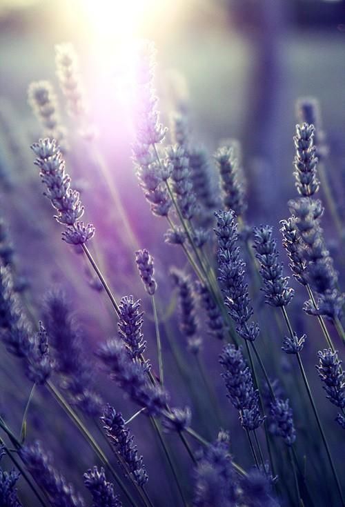 Shades of Lavender2