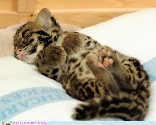 Baby Ocelot