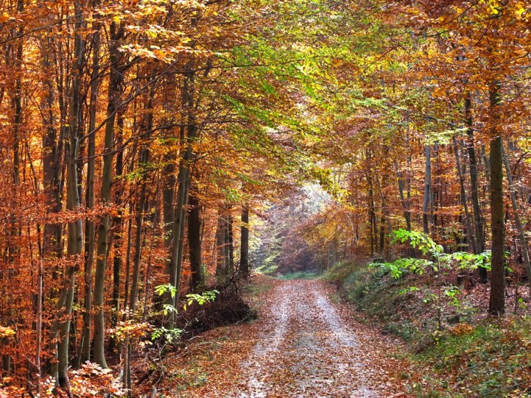 57891_478225422211833_629902713_n