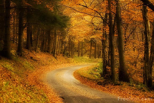 Autumn colour in the Tweed Valley