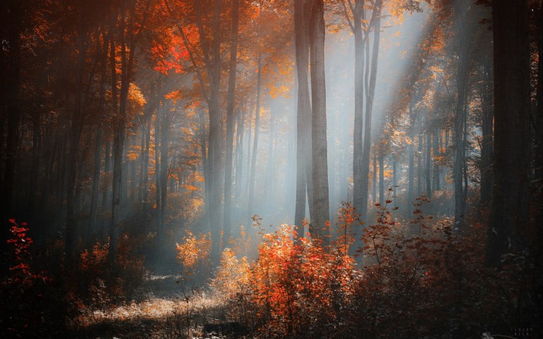 gentle_autumn_morning