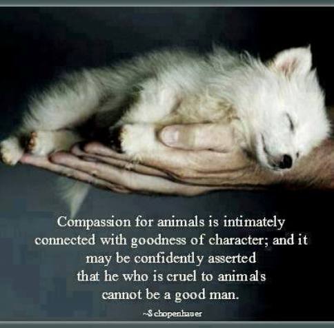 Compassion 3