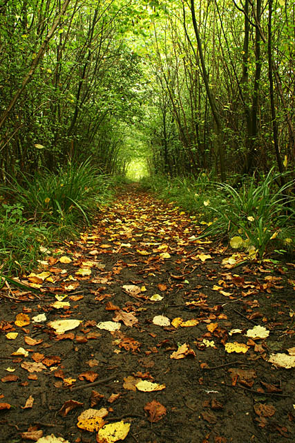 Forest Path leading off into the woods