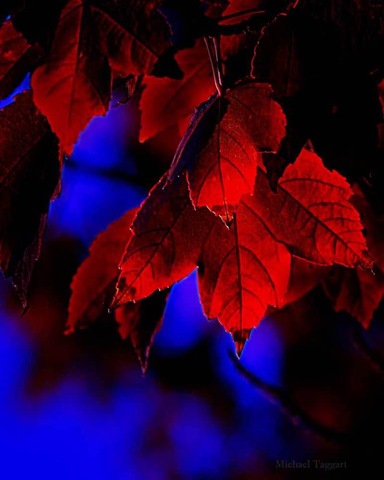 flowers_firsttouchofmorning_800