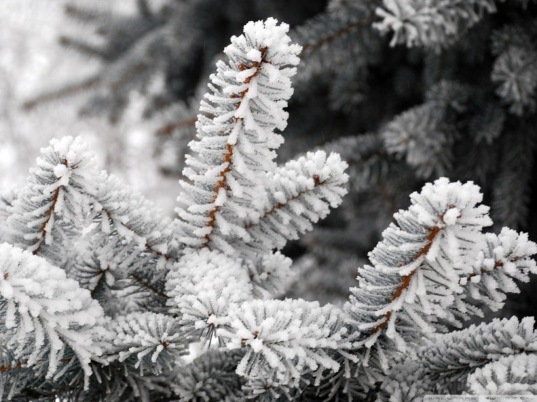 frost7