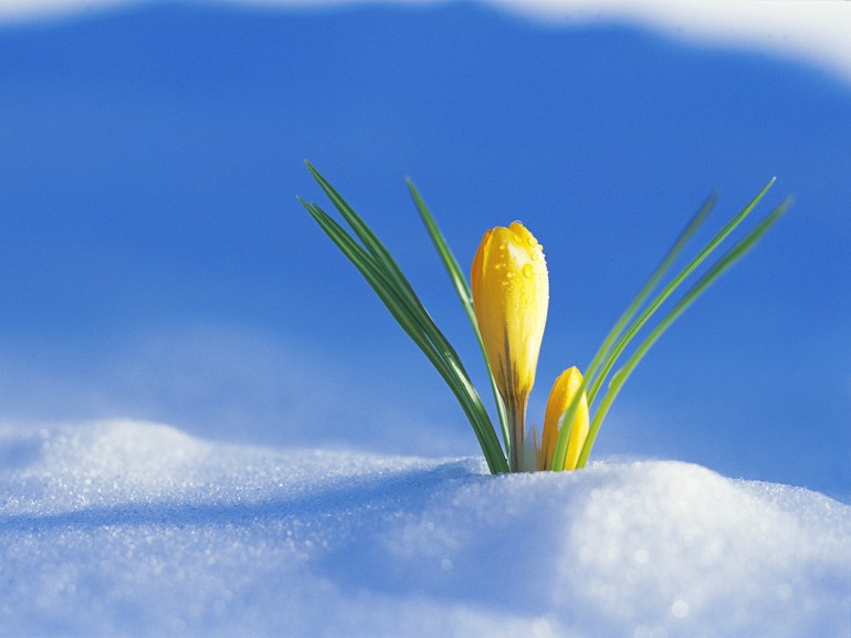 Flowers Coming Up Through The Snow --- Image by © Ocean/Corbis