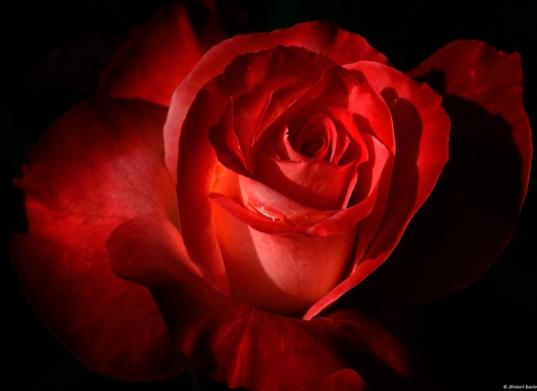 Dark red rose