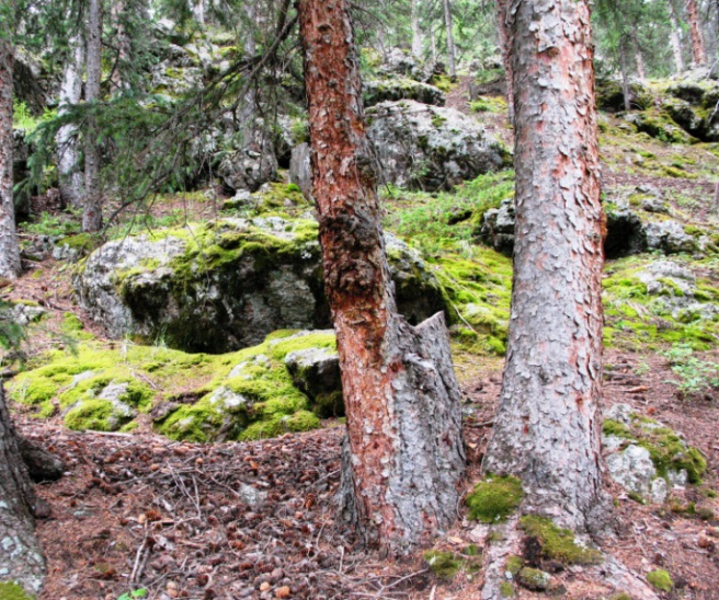 lostcreekwildernessb2